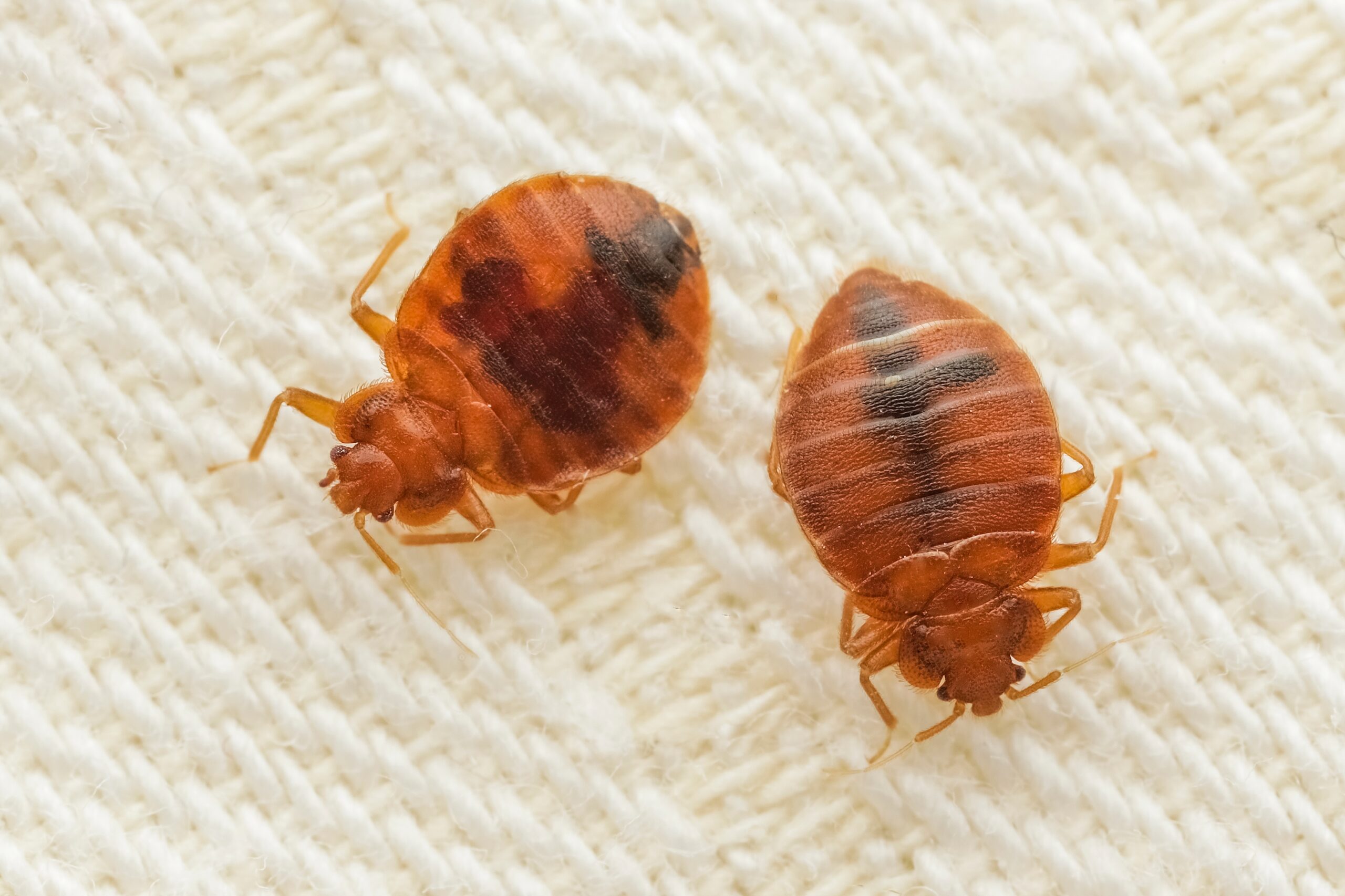 Bed Bug Exterminator Cost Guide for Affordable Solutions