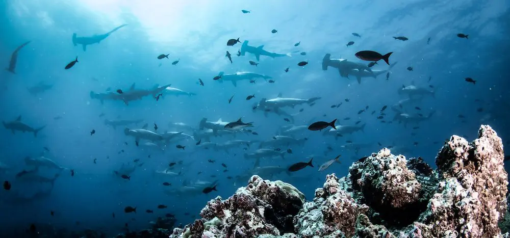 Diving in Mexico: The Ultimate Destination Guide